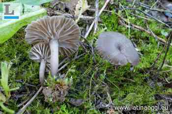 Arrhenia monsducalis, un nuovo fungo scoperto a Monte Ducale - latinaoggi.eu