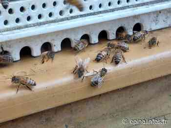 Epinal - Les abeilles s'activent et s'en vont butiner - Epinal infos - Epinal Infos