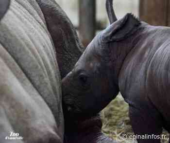 Région - Naissance d'un 3ème petit rhinocéros au Zoo d'Amnéville - Epinal infos - Epinal Infos