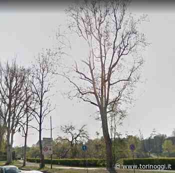 Nel fine settimana saranno abbattuti in corso Moncalieri sei platani colpiti da cancro colorato - TorinOggi.it