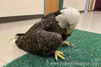 Widespread Lead Poisoning Found in Eagles