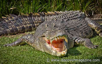 Why Does Australia Have Some of the Deadliest Creatures on Earth?