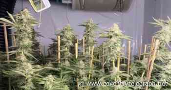 Police uncover factory-like cannabis farm at Coventry property - Coventry Live