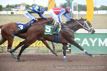Nelson nears 1,200 career wins, secures three rides Saturday - Jamaica Observer