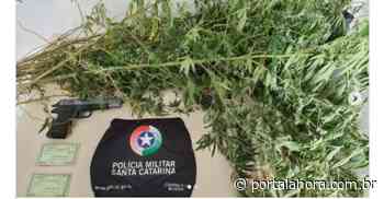 IMBITUBA: PM é acionada para atender assalto em padaria e descobre plantação de maconha na mesma área; assaltante e mulher foram presos - Portal AHora