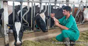 Veterinary drug residues in food: compliance rates highest for a decade - EFSA news