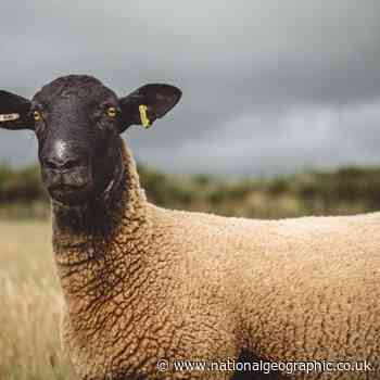 Seven Welsh food and drink producers to watch and celebrate on St David’s Day - National Geographic UK