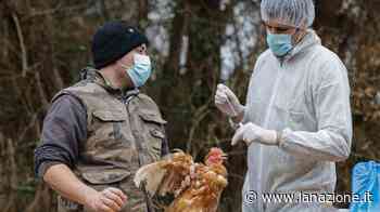Prato, scoperti due focolai di influenza aviaria. Al setaccio decine di allevamenti - La Nazione - LA NAZIONE