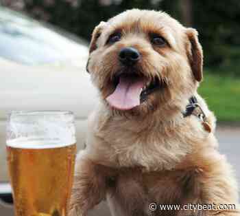 25 Dog-Friendly Cincinnati Bars Where You Can Drink With Your Furry Friend - Cincinnati CityBeat