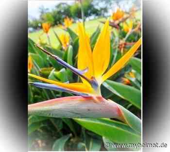 Paradiesvogelblume - Lutherstadt Wittenberg - myheimat.de - myheimat.de