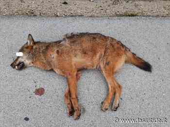 Lupo investito sulla Statale Tito-Brienza - La Siritide