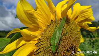 Blumensamen ausleihen: Saatgutbibliothek in der Stadtbücherei Schenefeld eröffnet am 11. März | shz.de - shz.de