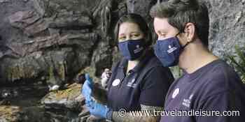 Tour Baltimore's National Aquarium in 'Walk With T+L' - Travel+Leisure