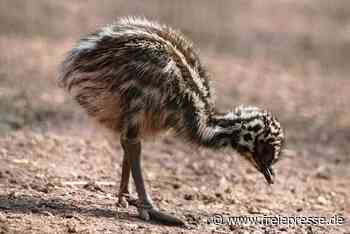 Nachwuchs bei Emus und Kängurus - Freie Presse