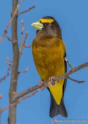 Backyard Birds: Listen Up! March 8 - Belleville Intelligencer