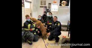 Golden Retriever Saved by Emergency Responders After Terrible Mistake