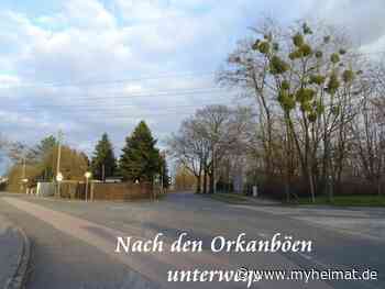 Nach den Orkanböen Zeynap ! - Lutherstadt Wittenberg - myheimat.de