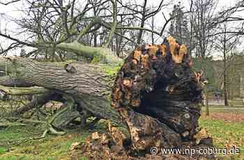 Ideen gesucht: Alte Hofgarten-Linde soll weiterleben - Coburg - Neue Presse Coburg
