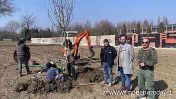 Carpi. E' iniziata la piantumazione di nuovi alberi nel parco dell'ex-Cappuccina - ModenaToday