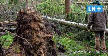 Nach den Orkanen: Waldbesitzer aus SH senden Hilferuf an die Politik - Lübecker Nachrichten