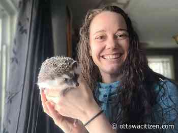 A Carleton Place woman found an African pygmy hedgehog in the snow. It all ended happily.