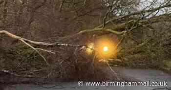 Anger as ‘dead and dangerous trees’ by Sutton Coldfield road risked causing ‘serious injury’ - Birmingham Live
