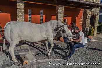Un toro nostrano a grandezza naturale: l'incredibile opera di Franco Alessandria - L'Unione Monregalese - Unione Monregalese