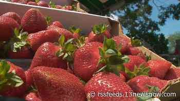 Pungo Strawberry Festival canceled for third straight year