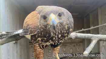 The Virginia Zoo just got a new bird: Tony (the) Hawk.