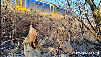 ProRail in actie om gravende bever te weren - RTV Drenthe