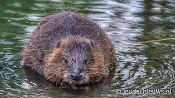 Imagebuilding voor de bever in Leudal - Leudal - Leudal - Nieuws