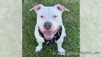 Pets of the Week: Bentley, Doug and Jasper are ready for adoption - Long Beach Press Telegram