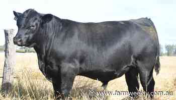 Koojan Hills Angus and Melaleuca Murray grey sale tops at $25,000. - Farm Weekly
