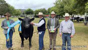 Royal Canberra Show 2022: Angus results wrap - The Land Newspaper
