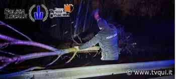 RAFFICHE DI VENTO, ALBERI DIVELTI E RAMI SPEZZATI A MODENA E PROVINCIA - Tvqui