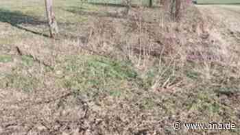 Polizei sucht den Dörnberger Kirschbaum-Räuber - HNA.de