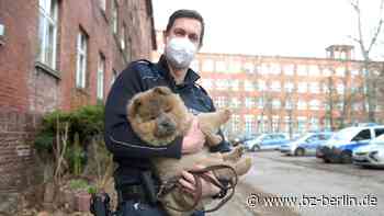 Diese ausgebüxte Hündin ist dank der Berliner Polizei wieder bei ihrem Besitzer - B.Z. – Die Stimme Berlins
