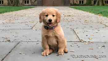 What Is Your Dog’s Lifespan? You Might Be Surprised – Dog Aging Project