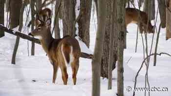 Canadian researchers discover 1st possible case of deer spreading COVID-19 virus to a human