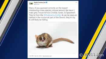 3 mouse lemurs now on exhibit at NC Zoo