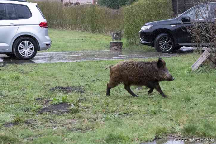 Achterbos reageert verontwaardigd over afschieten van biggen door jagers: “Dieren stonden gewoon rustig in de wei”
