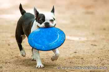 Letters: Could a dog park be combined with other things? - Delta-Optimist