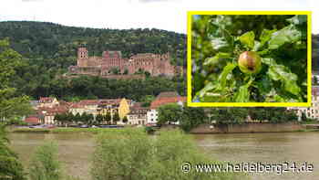 Heidelberg: Stadt verschenkt 1.000 Obstbäume – So bekommst Du auch einen - heidelberg24.de