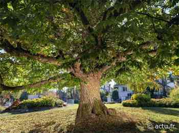 Châtaignier place Audran à La Celle-Saint-Cloud : et si c’était l’arbre de l’année ? - actu.fr