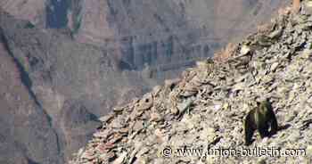 Forest studies human pressure on grizzly bear high elevation feeding sites where moths congregate - Walla Walla Union-Bulletin