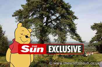 Doggers are blighting the magical forest home of Winnie-the-Pooh... - The Scottish Sun