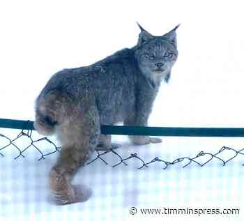 Reports of lynx sighted in built-up areas of South Porcupine - Timmins Press