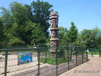 Dordts mysterie: wat doet deze bijzondere boom bij Stadsboerderij Weizigt? - indebuurt