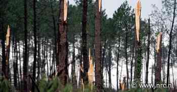 De wet van de knappende boom - NRC