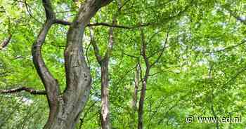 Verplicht boom herplanten na kap hoeft straks niet meer in Bergeijk - Eindhovens Dagblad